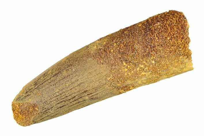 Fossil Spinosaurus Tooth - Real Dinosaur Tooth #298166